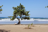 Дерево на пляже