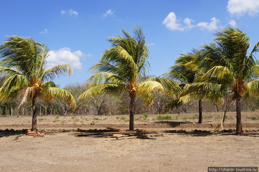 Пальмы на пляже Сан-Хуан-дель-Сур, Никарагуа