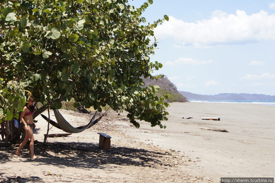 Дерево на пляже Сан-Хуан-дель-Сур, Никарагуа