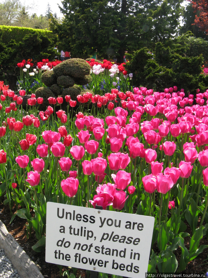 Предупреждение: если вы не тюльпан — не ходите по грядкам с цветами:-) Маунт Вернон, CША