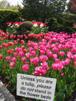 Предупреждение: если вы не тюльпан — не ходите по грядкам с цветами:-)