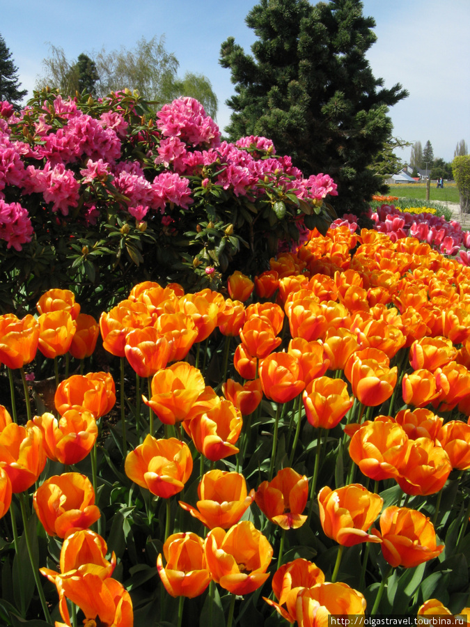 Тюлпаны и рододендроны (цветок штата Вашингтон) — красивое сочетание. Маунт Вернон, CША