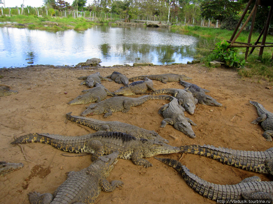 Крокодиловая ферма в Гуаме