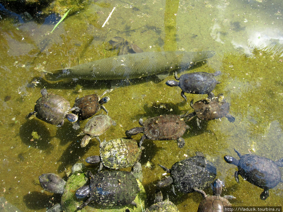 Там за черепашками — прехисторик фиш. Национальный парк Полуостров Сапата, Куба