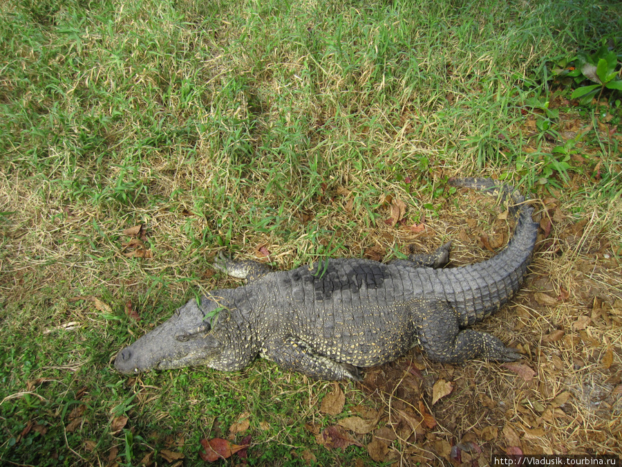 Крокодиловая ферма в Гуаме Национальный парк Полуостров Сапата, Куба
