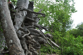 Баобаб слегка завален на бок и местами видно оголенные корни