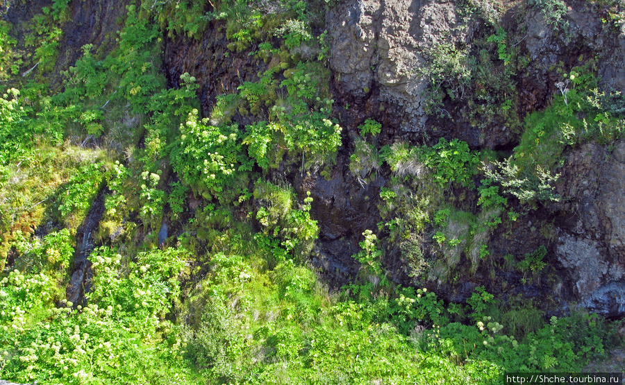 Здесь начинают сочиться ручьи из скал — предвестие красавца Hraunfossar Хусафетль, Исландия