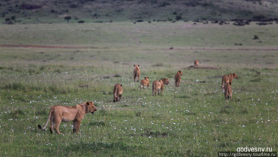 Львиная охота Масаи-Мара Национальный Парк, Кения