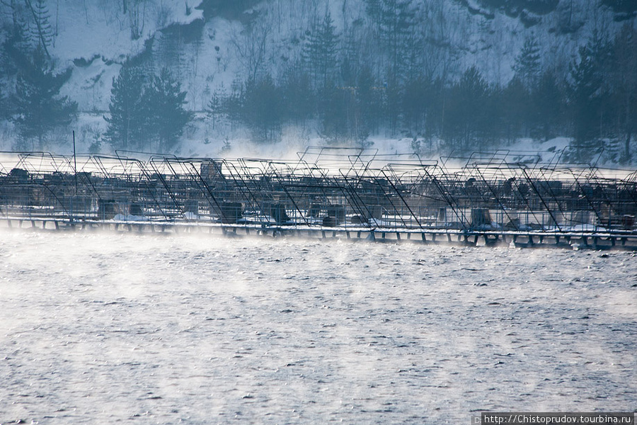 Так выглядит форелевая ферма. После аварии на СШГЭС погибло много рыбы из-за перенасыщения воды кислородом. Хакасия, Россия