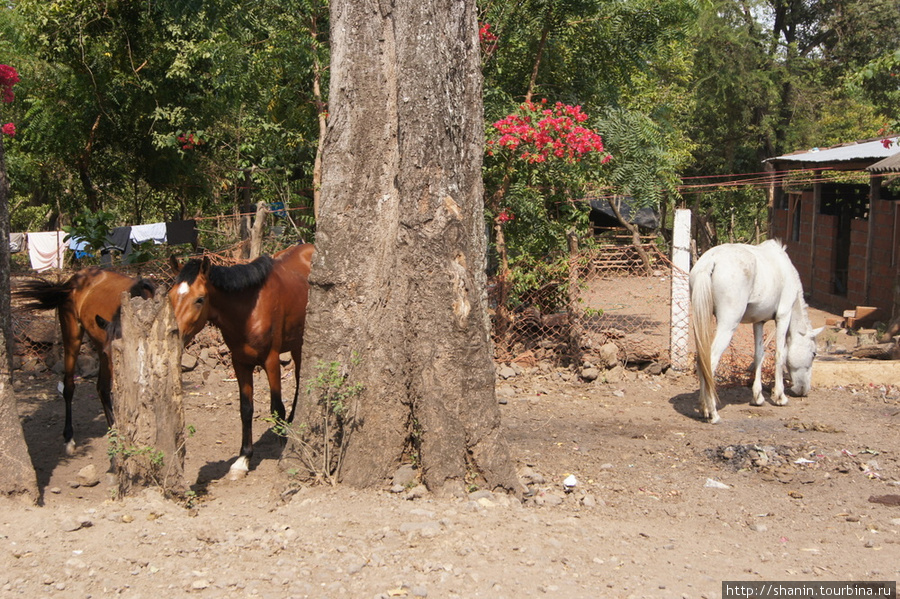 Лошади Остров Ометепе, Никарагуа