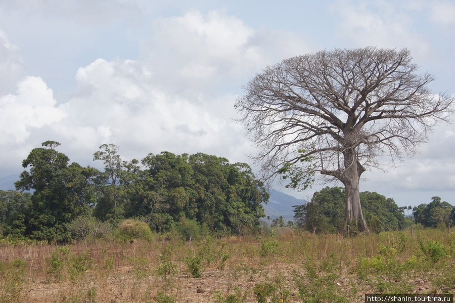 ДеревоДерево у дорогия Остров Ометепе, Никарагуа