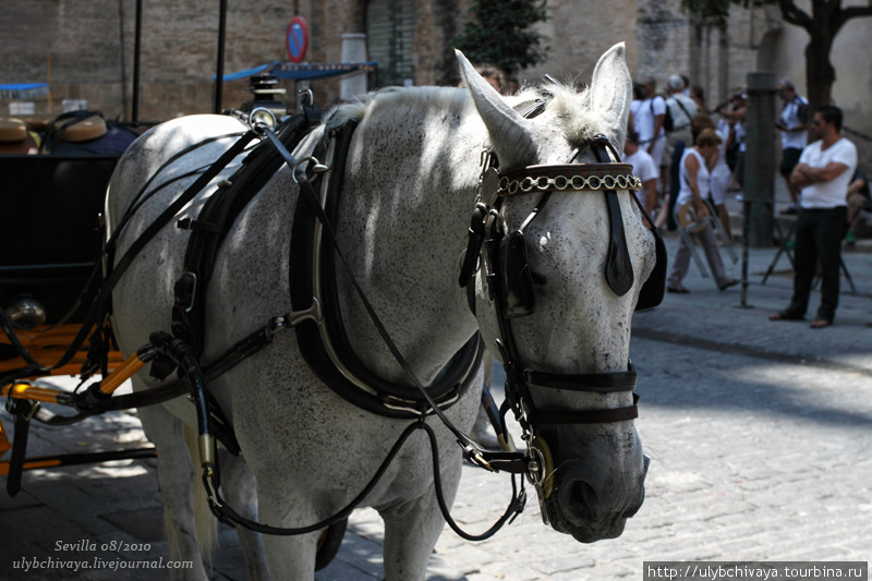 Севилья конная Севилья, Испания