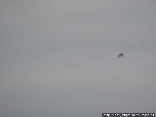 Очень трудно было поймать чайку в обьектив, особеено на ветру! Светлогорск, Россия