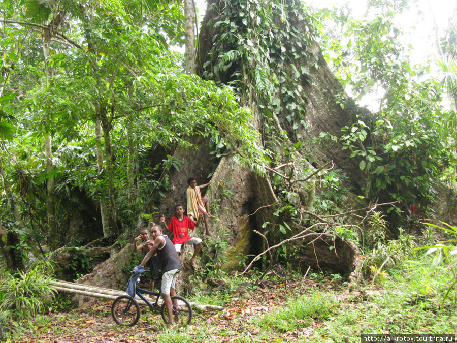 На заднем плане — ну О-очень толстое дерево Варомо, Папуа-Новая Гвинея