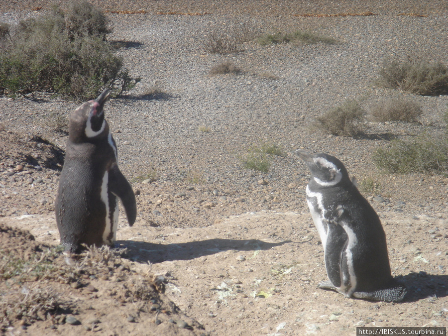 пингвины живут здесь круглый год Пуэрто-Мадрин, Аргентина