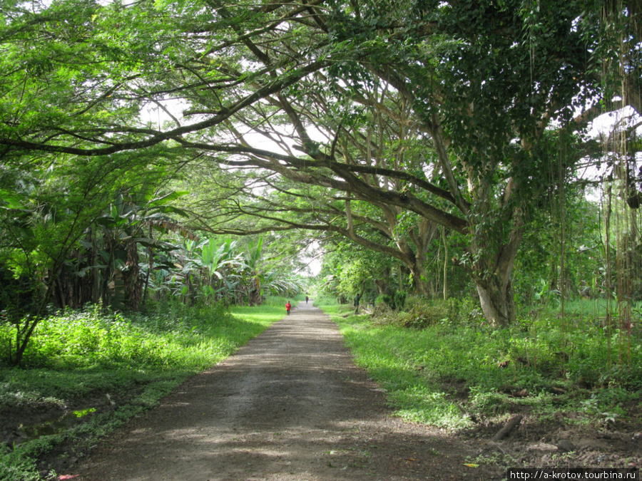Деревья нависают над дорогой Папуа-Новая Гвинея