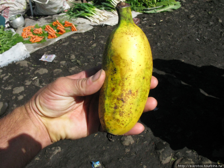 Чудо-бананы, очень толстые, растут в Хагенских горах Маунт-Хаген, Папуа-Новая Гвинея
