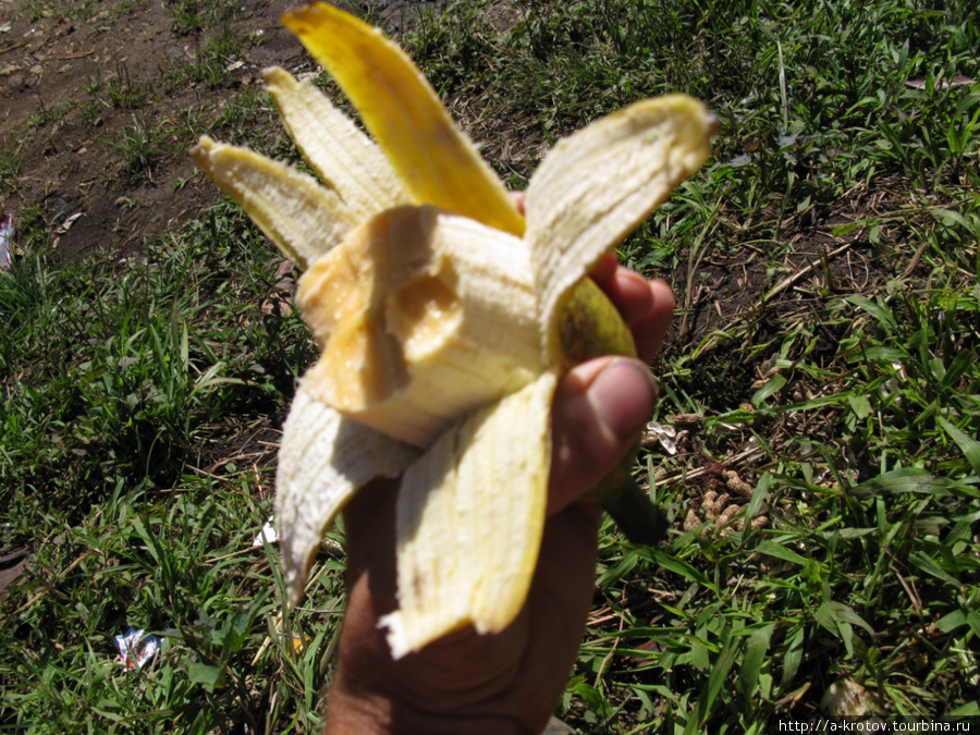 Чудо-бананы, очень толстые! Маунт-Хаген, Папуа-Новая Гвинея