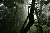 дождевой лес, тут всегда стоит туман