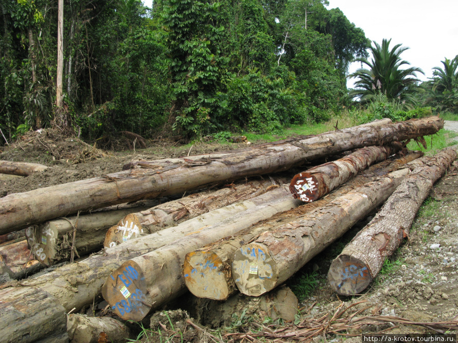 Так складируют лес Аитапе, Папуа-Новая Гвинея
