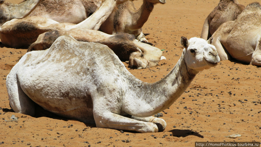 Омдурман, верблюжий рынок Судан