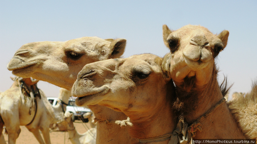 Омдурман, верблюжий рынок, трехглавое чудище:) Судан