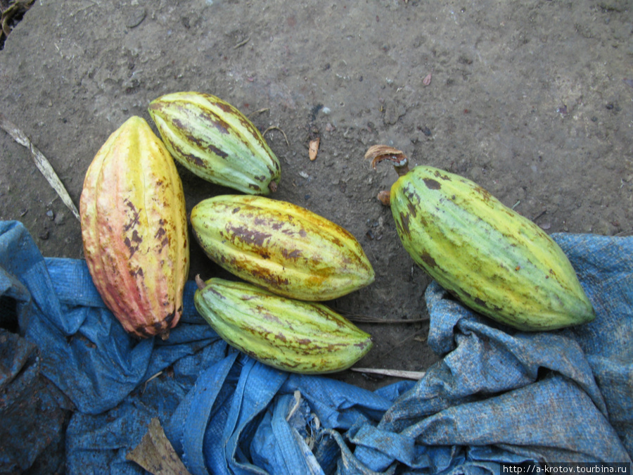 Это плоды какао! Остров Каркар, Папуа-Новая Гвинея