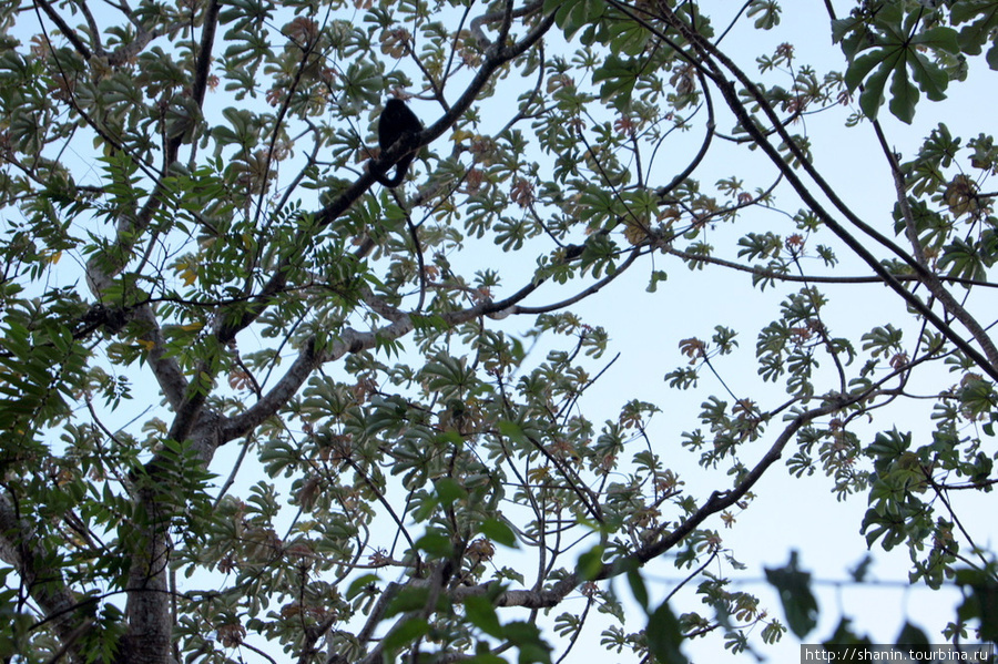 Обезьяна-ревун на дереве Остров Ометепе, Никарагуа