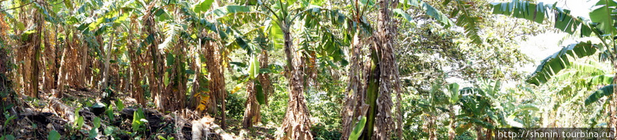 Бананы Остров Ометепе, Никарагуа
