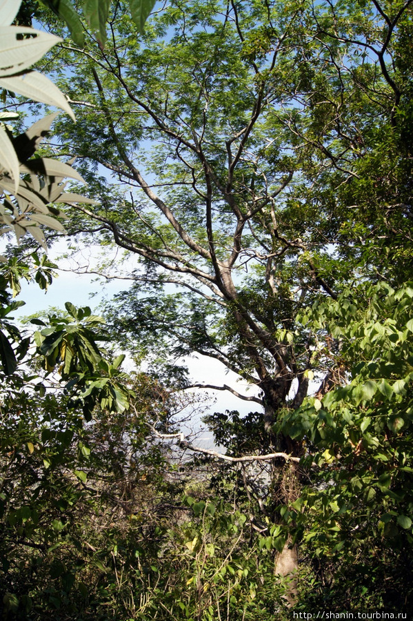 Лес Остров Ометепе, Никарагуа
