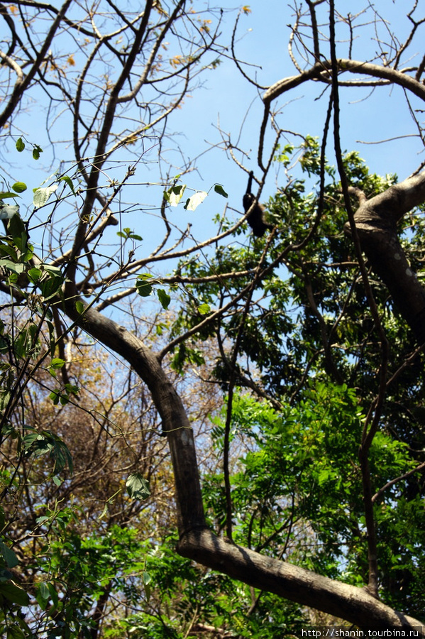 Дерево Остров Ометепе, Никарагуа