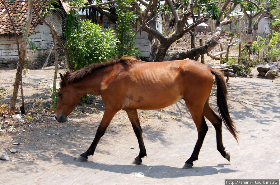 Конь Остров Ометепе, Никарагуа
