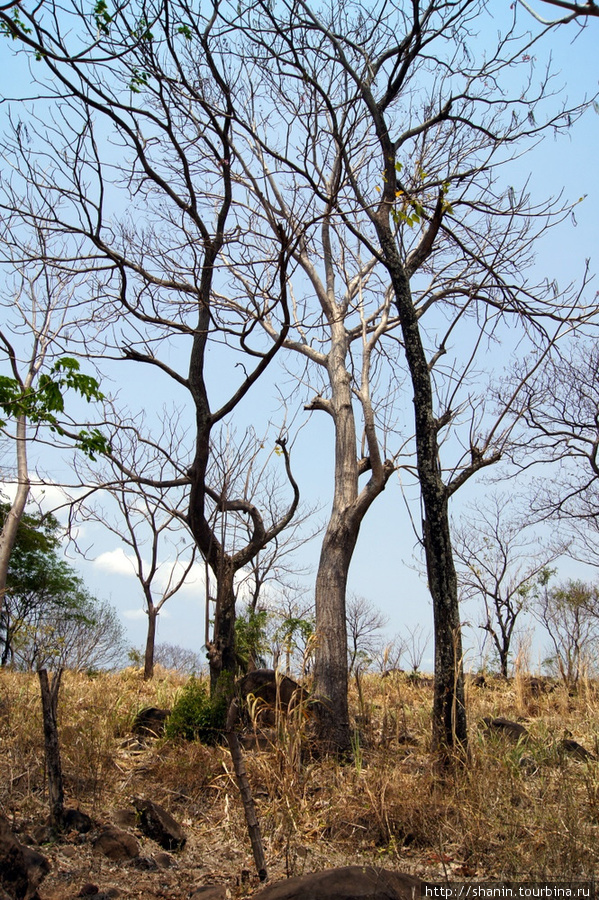 Деревья у дороги Остров Ометепе, Никарагуа