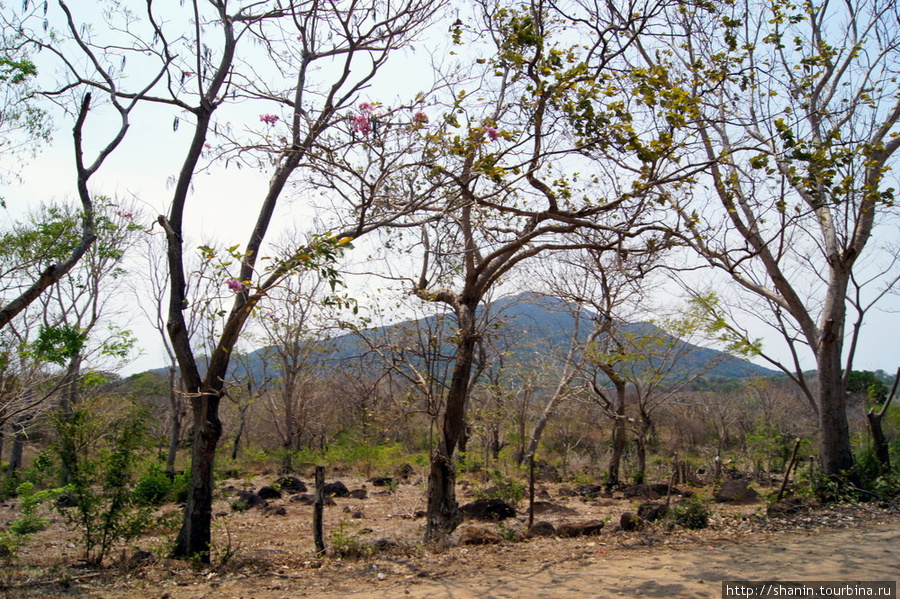 Деревья Остров Ометепе, Никарагуа