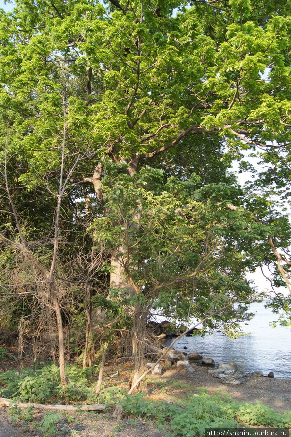 Деревья на берегу озера Никарагуа Остров Ометепе, Никарагуа