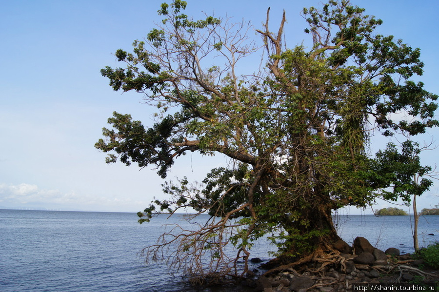 Дерево на берегу Остров Ометепе, Никарагуа