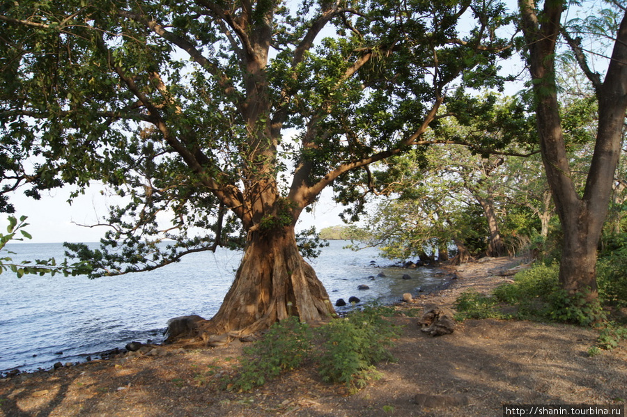 Дерево на берегу Остров Ометепе, Никарагуа