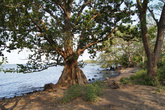 Дерево на берегу