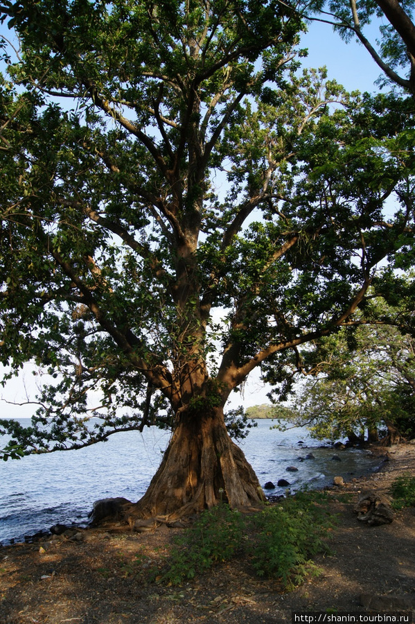 Дерево Остров Ометепе, Никарагуа