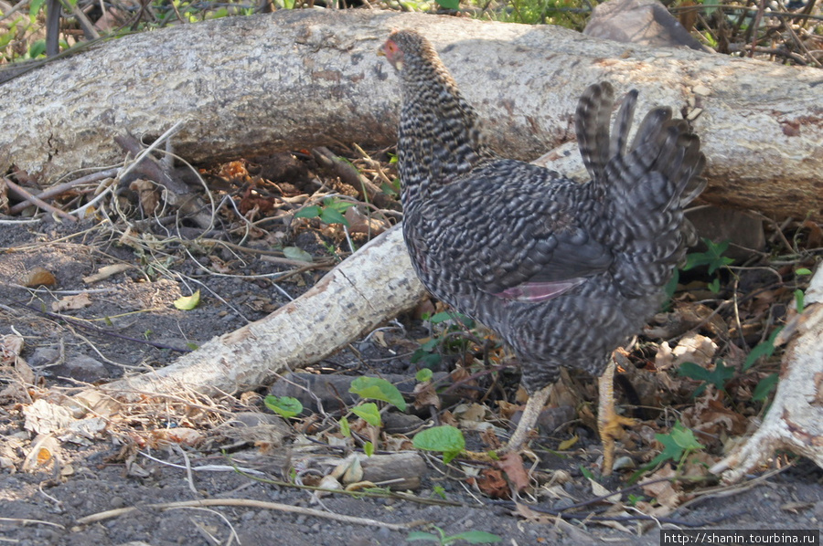 Курица Остров Ометепе, Никарагуа