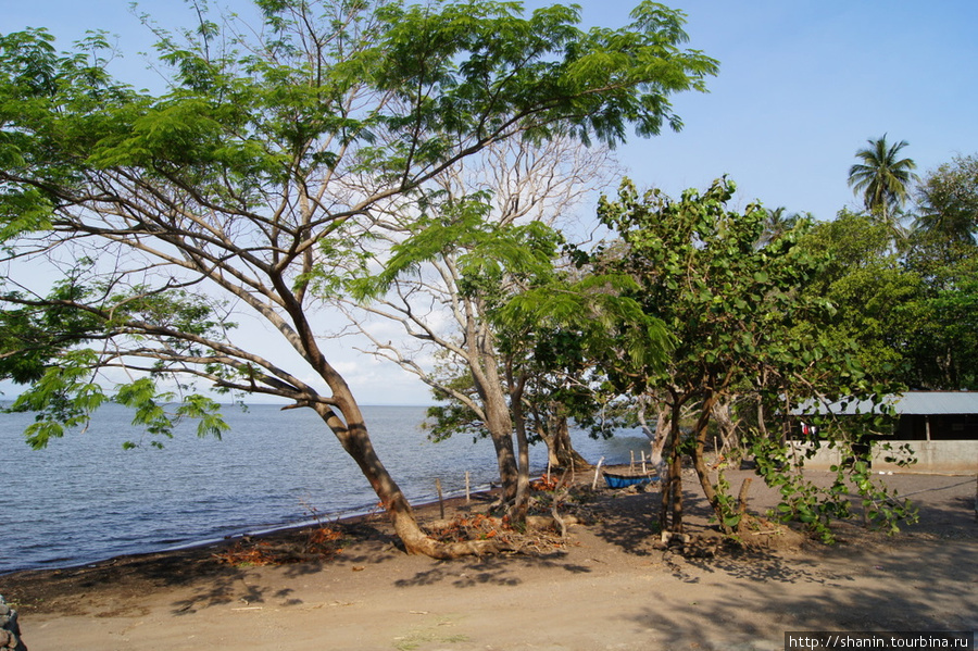 Деревья на берегу озера Остров Ометепе, Никарагуа