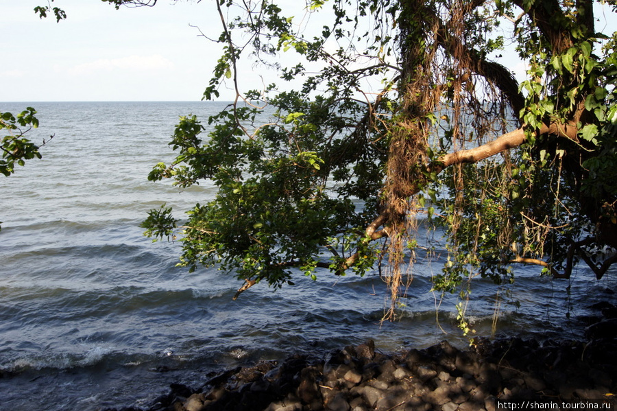 Дерево на берегу озера на окраине Санто-Доминго Остров Ометепе, Никарагуа