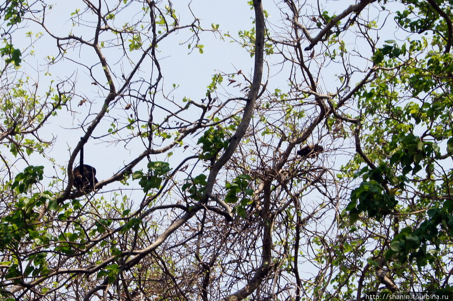 Обезьяны на дереве в Санто-Доминго Остров Ометепе, Никарагуа