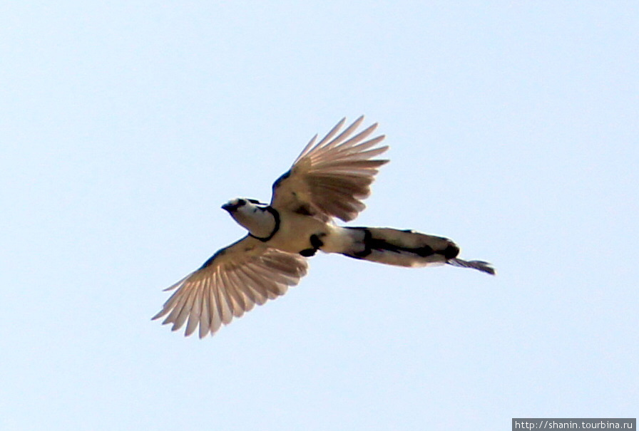 Птица летит Остров Ометепе, Никарагуа