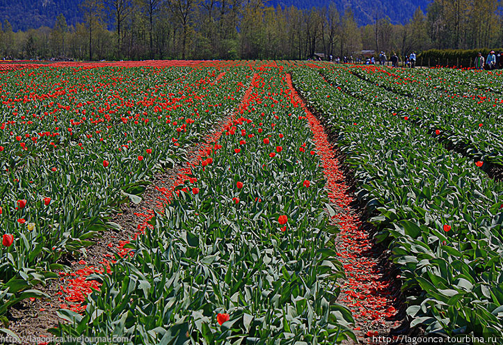 Фестиваль тюльпанов Чилливак, Канада