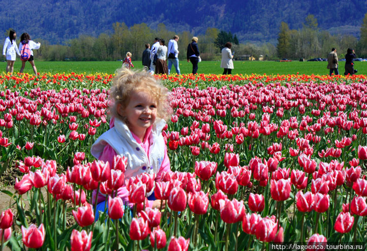 Фестиваль тюльпанов Чилливак, Канада