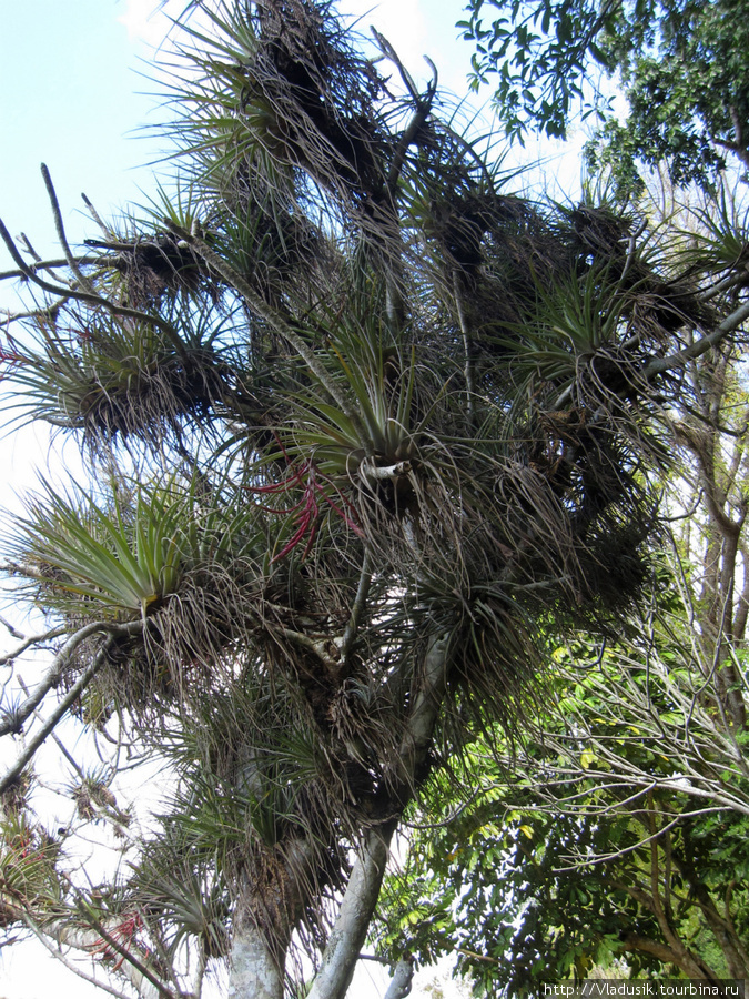 Паразитирующие бромелиевые — почти на каждом дереве.