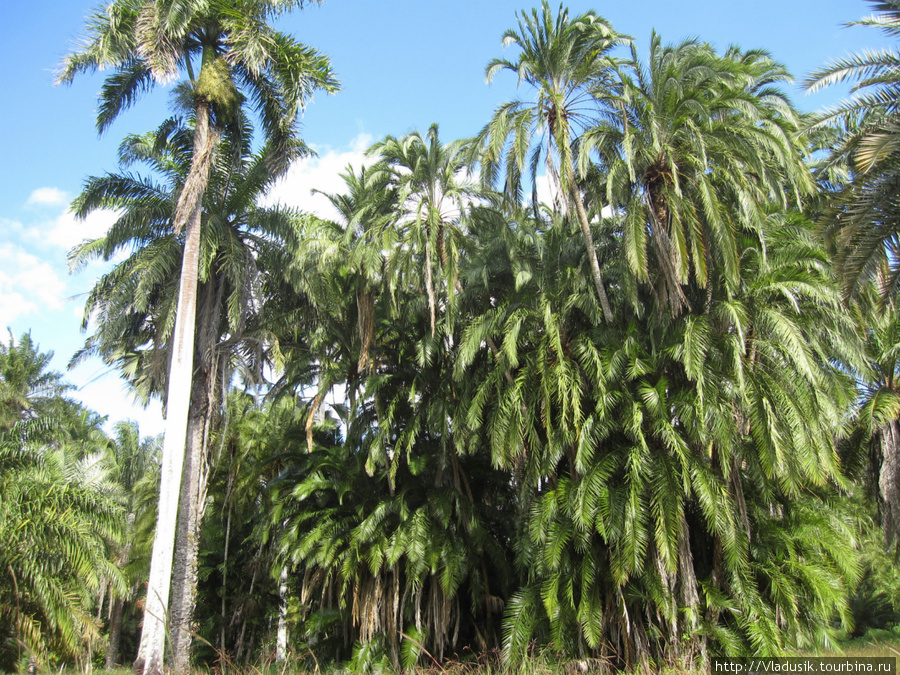 Ботанический сад Соледад Провинция Сьенфуэгос, Куба