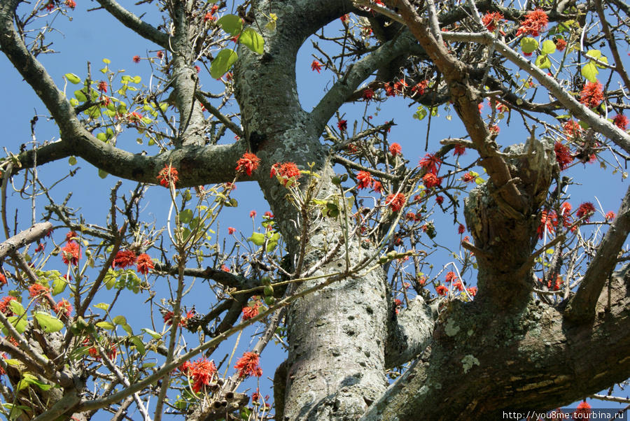 огонь (пожар) -дерево Рвензори Маунтинс Национальный Парк, Уганда