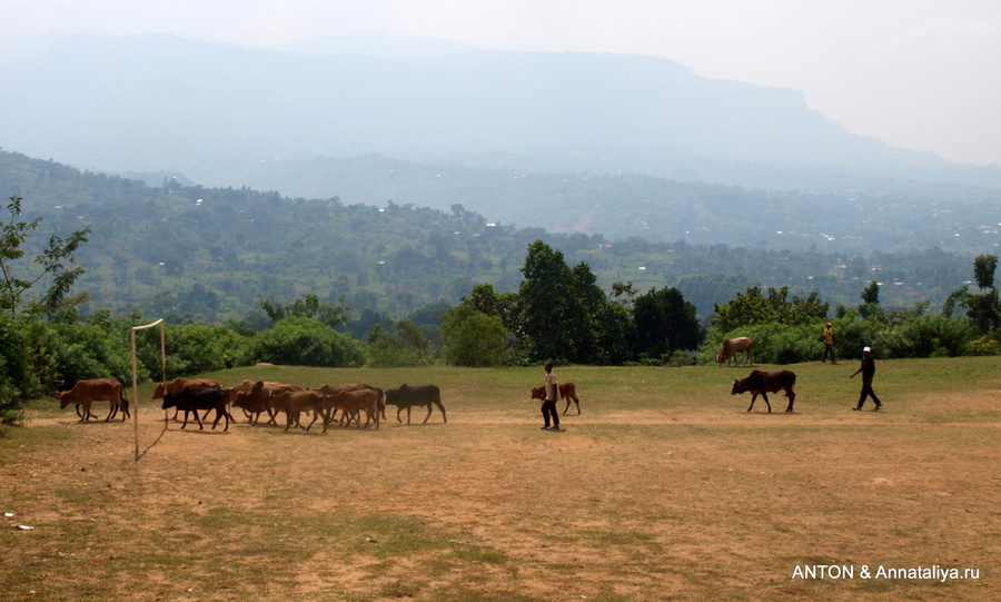 Деревня рядом с общиной, большинство жителей которой тоже абаюдая. Выпас скота Мбале, Уганда
